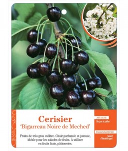 Cerisier ‘Bigarreau Noir de Meched’