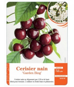 Cerisier nain ‘Garden Bing’