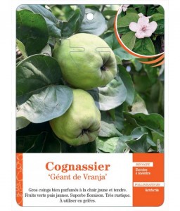 Cognassier ‘Géant de Vranja’