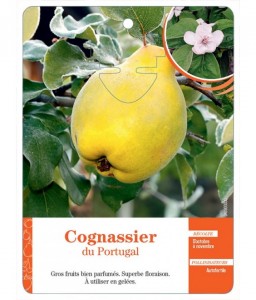 Cognassier du Portugal