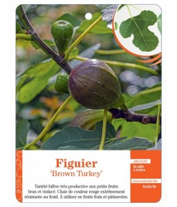 Figuier ‘Brown Turkey’