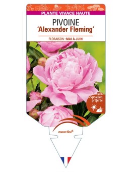 PAEONIA lactiflora Alexander Fleming voir Pivoine
