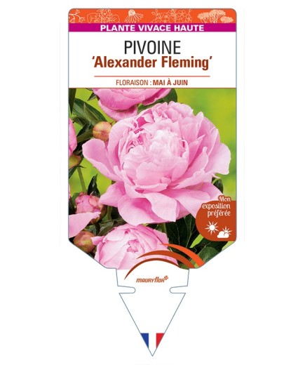 PAEONIA lactiflora Alexander Fleming voir Pivoine