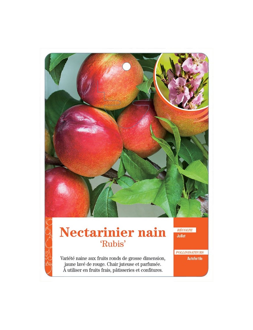 Nectarinier nain ‘Rubis’