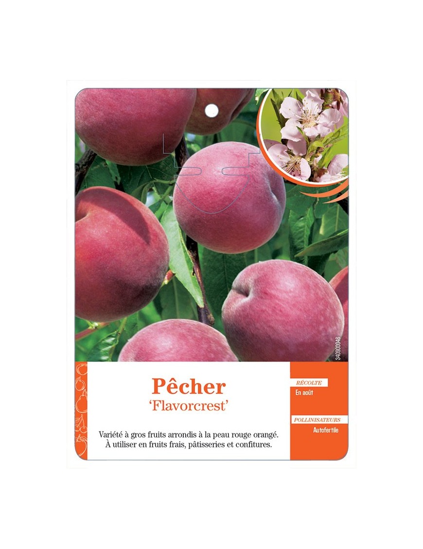 Pêcher ‘Flavorcrest’