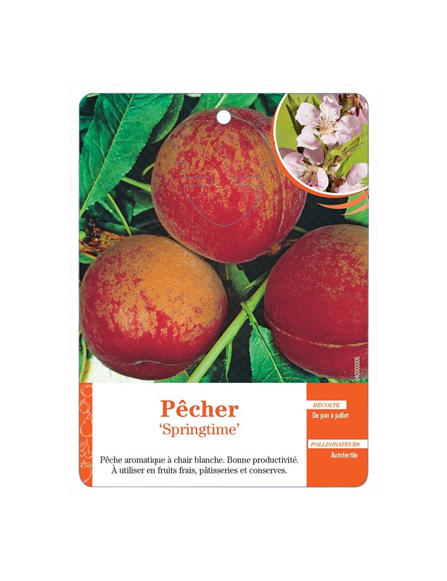 Pêcher ‘Springtime’