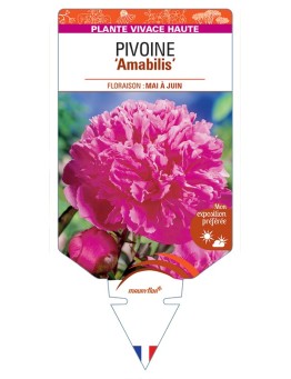 PAEONIA lactiflora Amabilis voir Pivoine