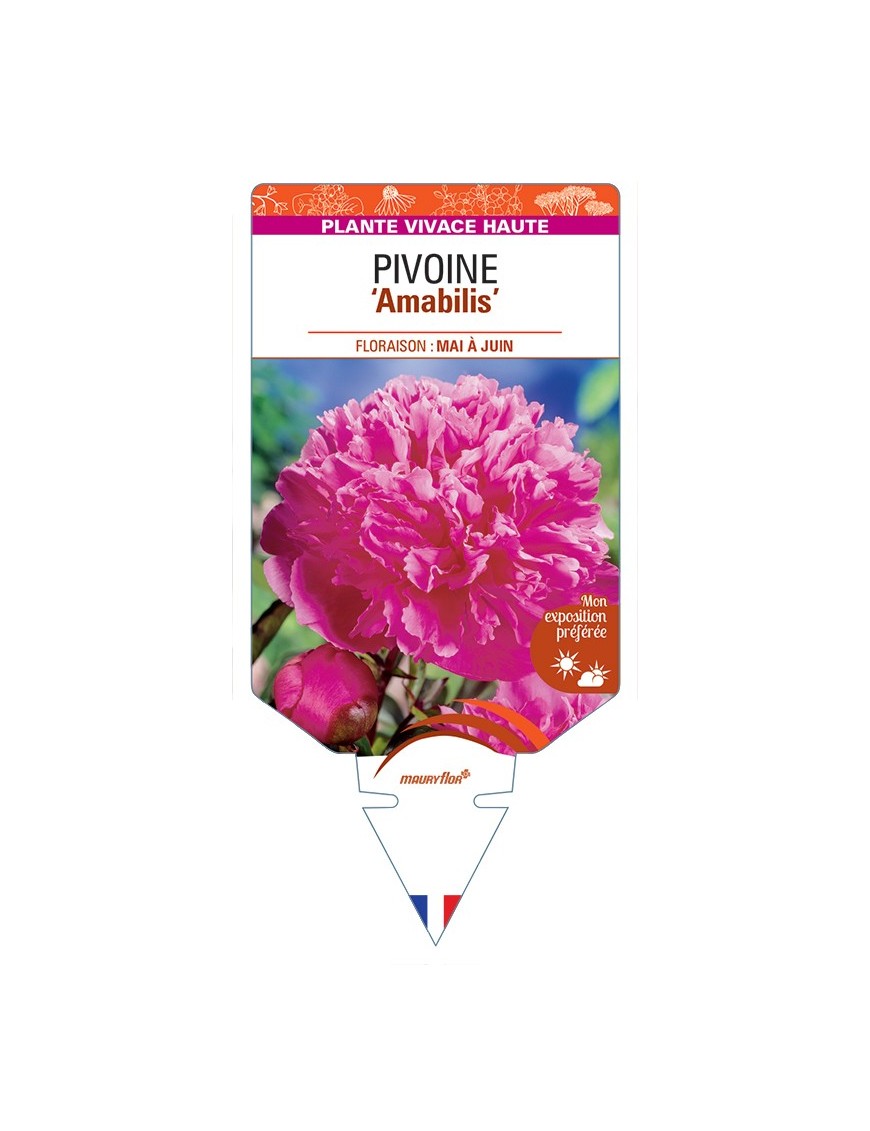 PAEONIA lactiflora Amabilis voir Pivoine