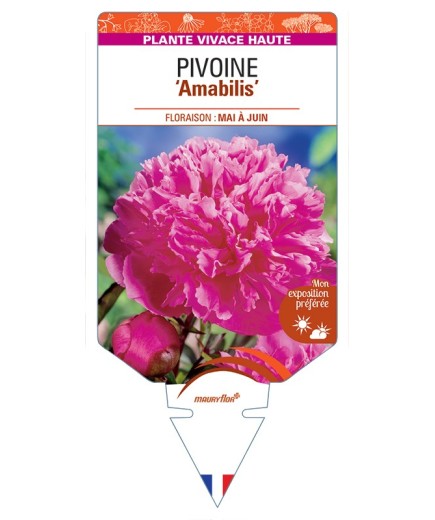 PAEONIA lactiflora Amabilis voir Pivoine