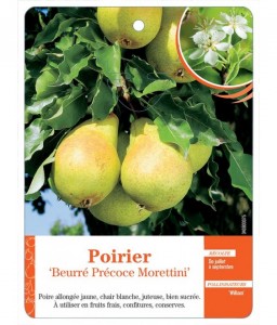 Poirier ‘Beurré Précoce Morettini’