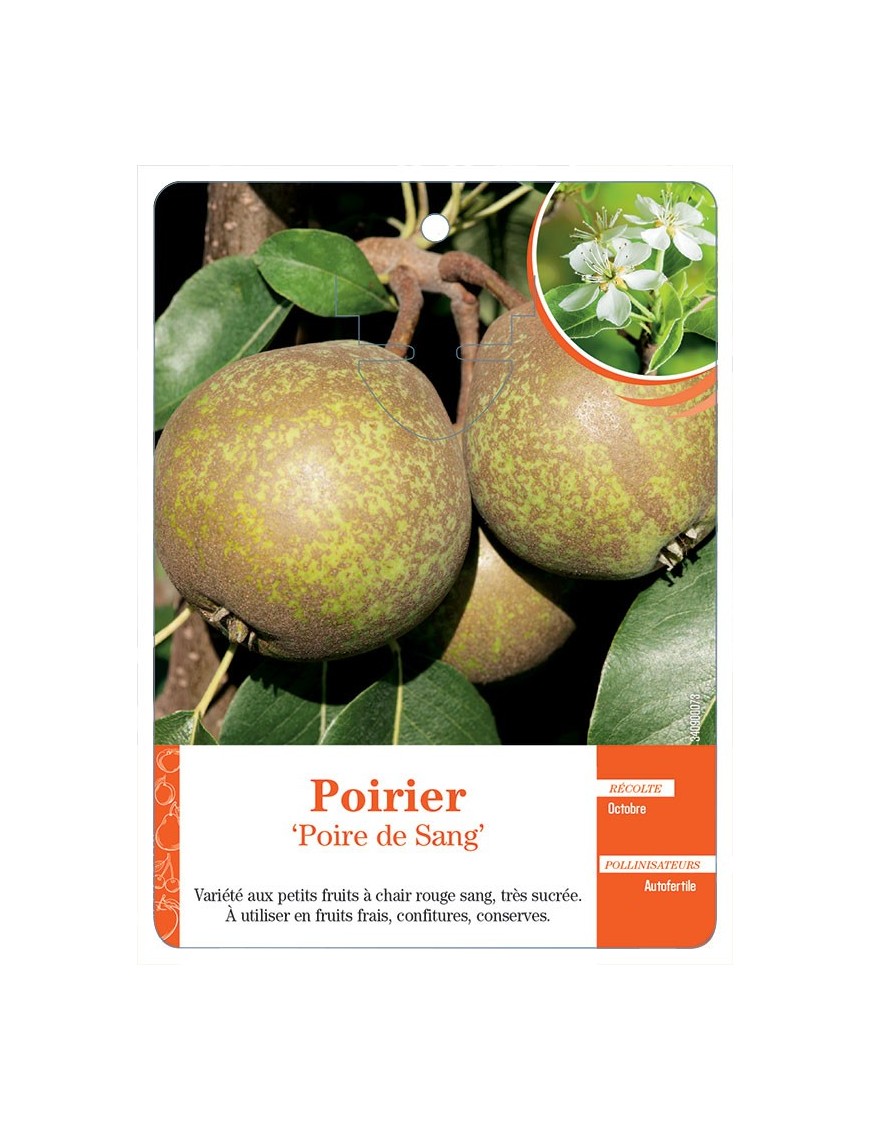 Poirier ‘Poire de Sang’