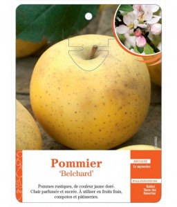 Pommier ‘Belchard’