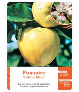 Pommier ‘Calville blanc’
