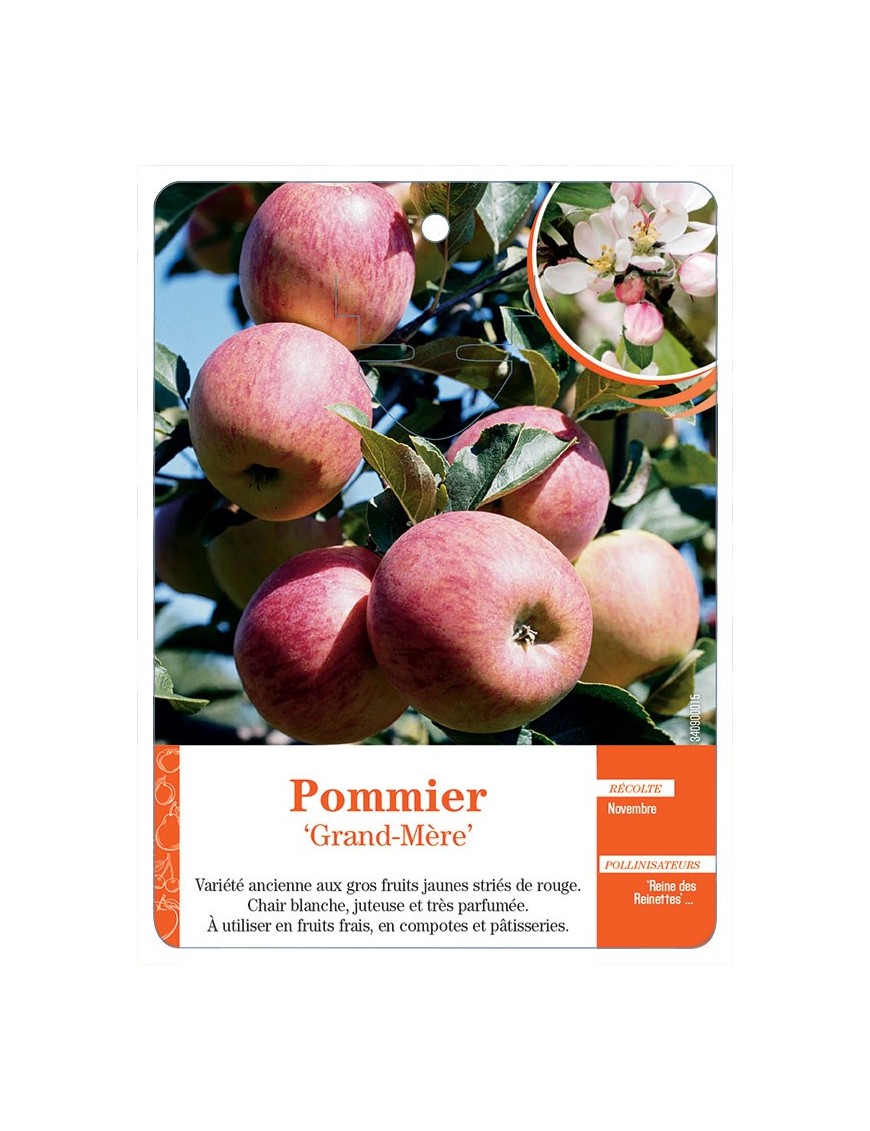 Pommier ‘Grand-Mère’