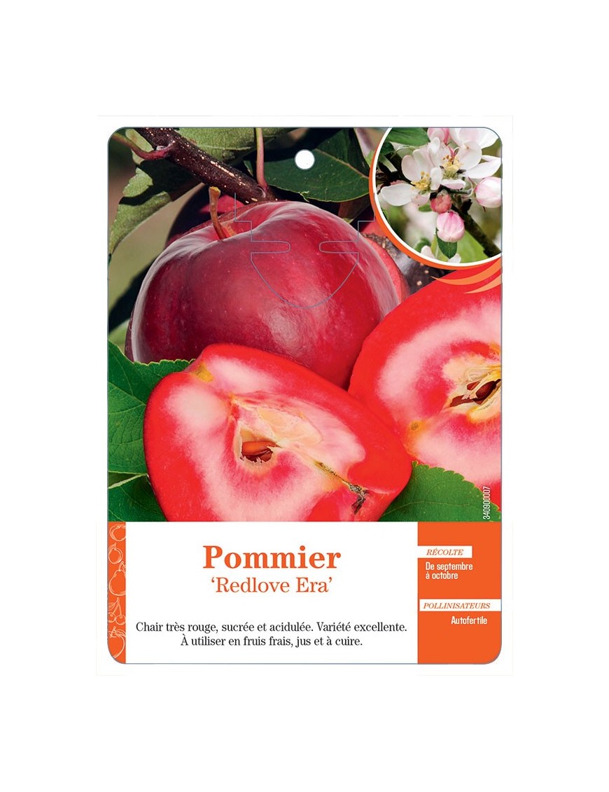 Pommier ‘Redlove Era’