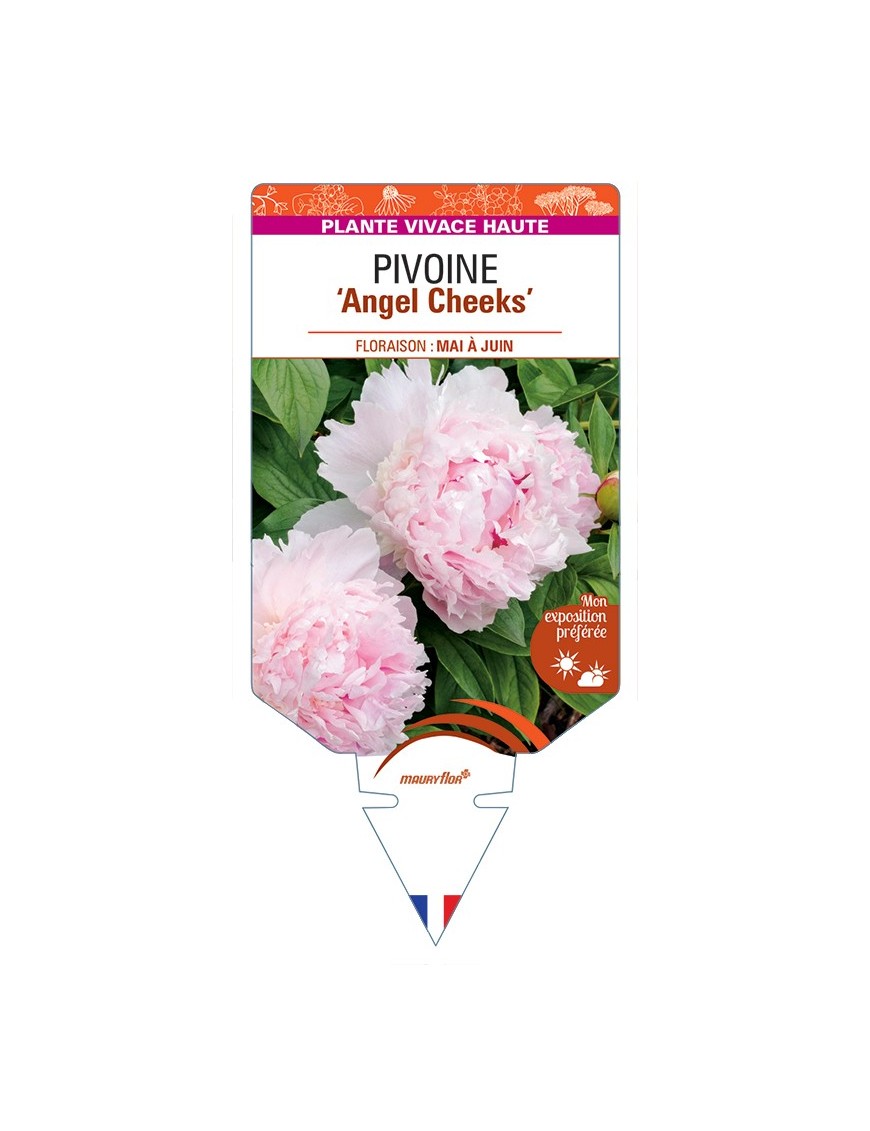 PAEONIA lactiflora Angel Cheeks voir Pivoine