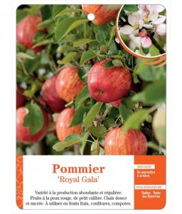 Pommier ‘Royal Gala’