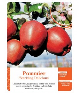 Pommier ‘Starkling Delicious’