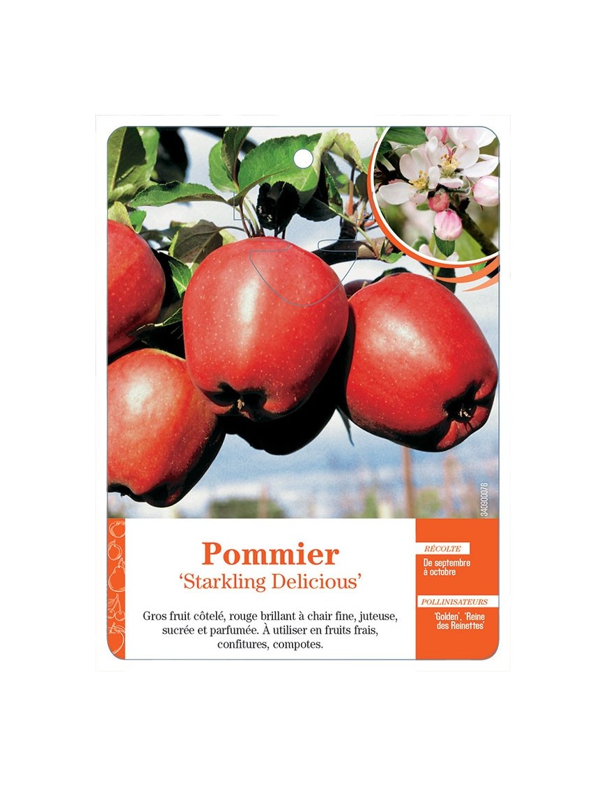 Pommier ‘Starkling Delicious’