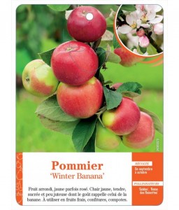 Pommier ‘Winter Banana’