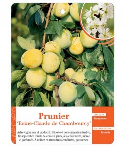 Prunier ‘Reine-Claude de Chambourcy’