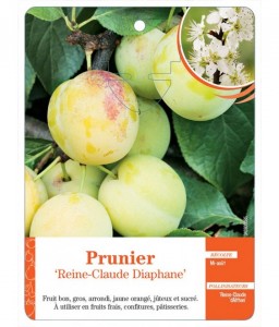 Prunier ‘Reine-Claude Diaphane’