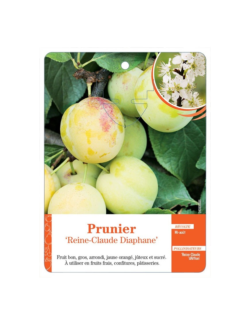 Prunier ‘Reine-Claude Diaphane’