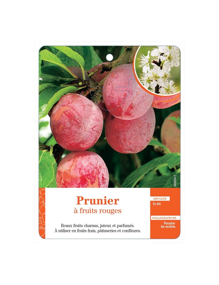 Prunier à fruits rouges