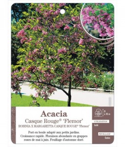 Acacia ‘Casque Rouge’