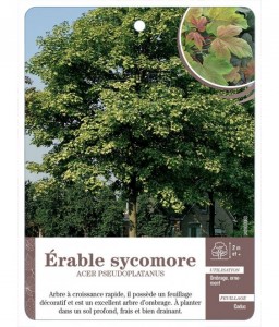 Acer Pseudoplatanus voir Érable sycomore