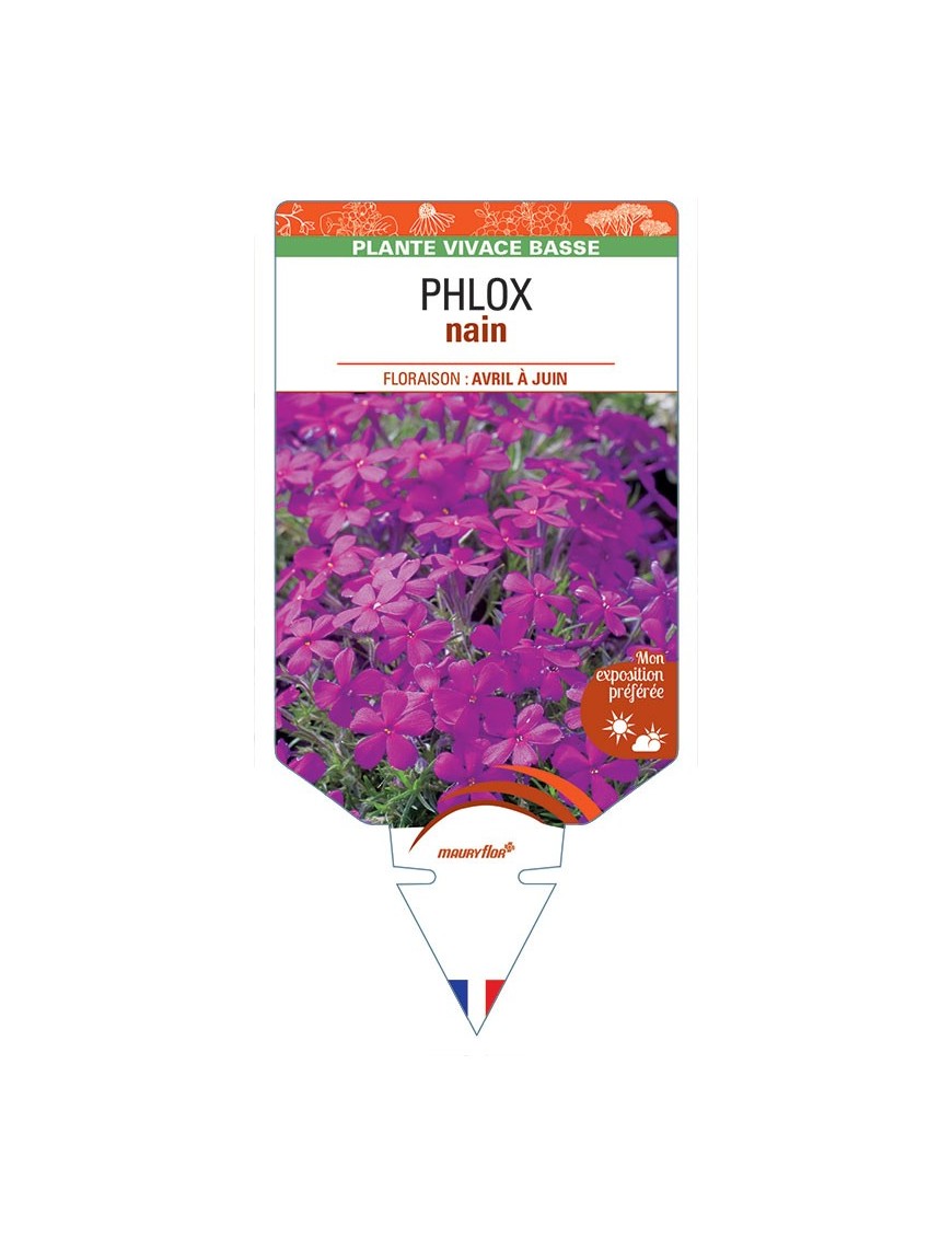 PHLOX nain (magenta) *