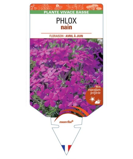 PHLOX nain (magenta) *