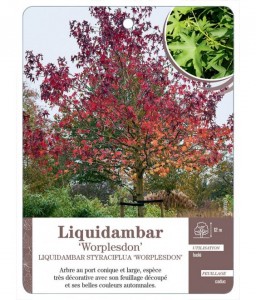 Liquidambar Styraciflua Worplesdon