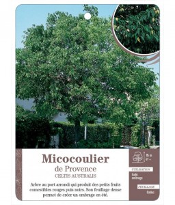 Micocoulier de Provence