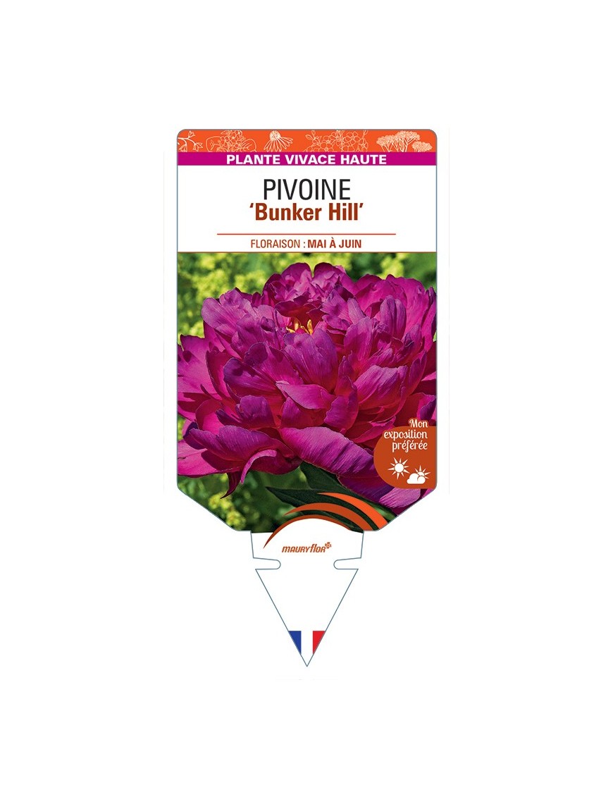 PAEONIA lactiflora Bunker Hill voir Pivoine