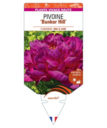 PAEONIA lactiflora Bunker Hill voir Pivoine