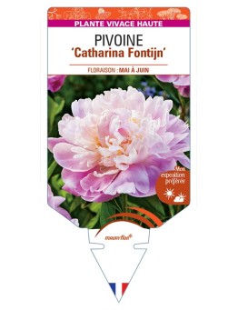 PAEONIA lactiflora Catharina Fontijn voir Pivoine