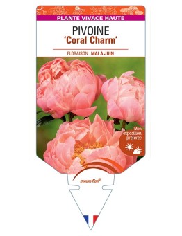 PAEONIA lactiflora Coral Charm voir Pivoine
