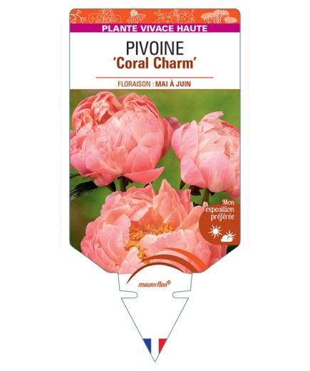 PAEONIA lactiflora Coral Charm voir Pivoine