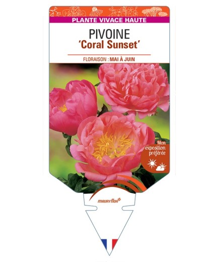 PAEONIA lactiflora Coral Sunset voir Pivoine