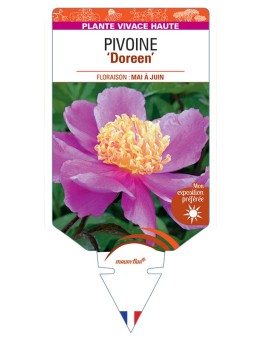 PAEONIA lactiflora Doreen voir Pivoine