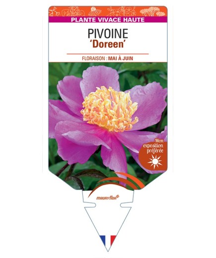 PAEONIA lactiflora Doreen voir Pivoine
