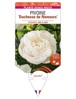 PAEONIA lactiflora Duchesse de Nemours voir Pivoine