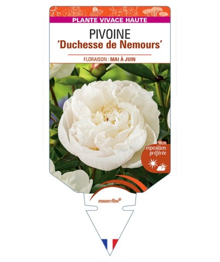 PAEONIA lactiflora Duchesse de Nemours voir Pivoine
