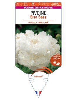 PAEONIA lactiflora Elsa Sass voir Pivoine