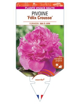 PAEONIA lactiflora Félix Crousse voir Pivoine