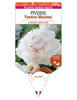 PAEONIA lactiflora Festiva Maxima voir Pivoine