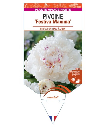 PAEONIA lactiflora Festiva Maxima voir Pivoine