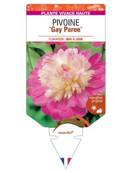PAEONIA lactiflora Gay Paree voir Pivoine