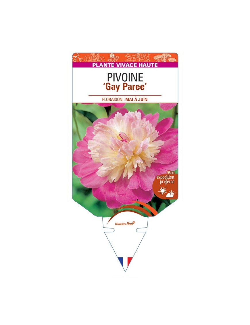 PAEONIA lactiflora Gay Paree voir Pivoine
